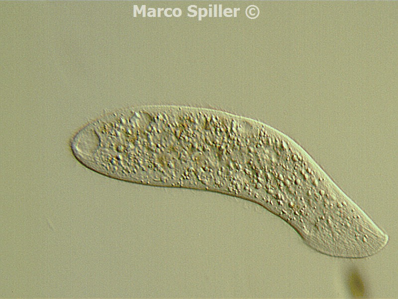 Spathidium, in due versioni